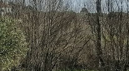 Terrain agricole à Castelo Branco de 53 000 m²