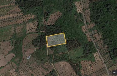 Terrain agricole à São Miguel, Santa Eufémia e Rabaçal de 3 000 m²