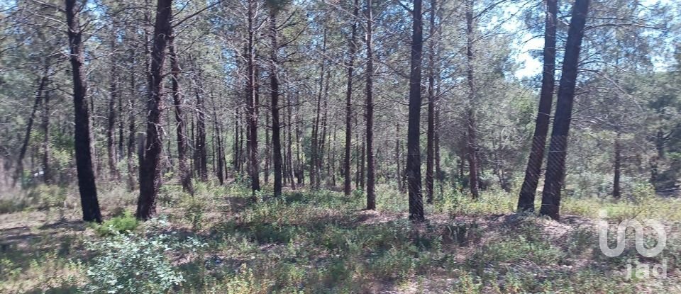 Terreno em Ponte de Sor, Tramaga e Vale de Açor de 18 000 m²