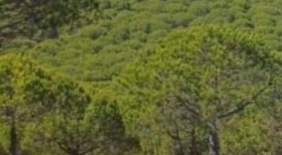 Terrain à Bordeira de 336 000 m²