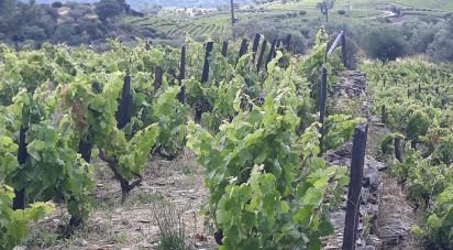 Terrain à Barcos e Santa Leocádia de 5 733 m²