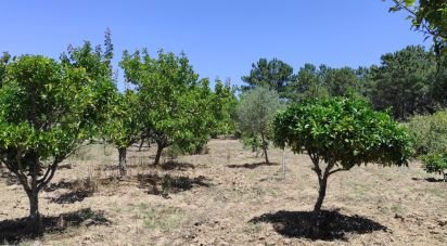 Terrain à Sesimbra (Castelo) de 7 209 m²