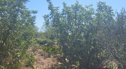 Terrain à bâtir à Loulé (São Clemente) de 12 452 m²