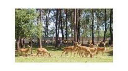 Terrain à Alvito (São Pedro E São Martinho) E Couto de 880 m²