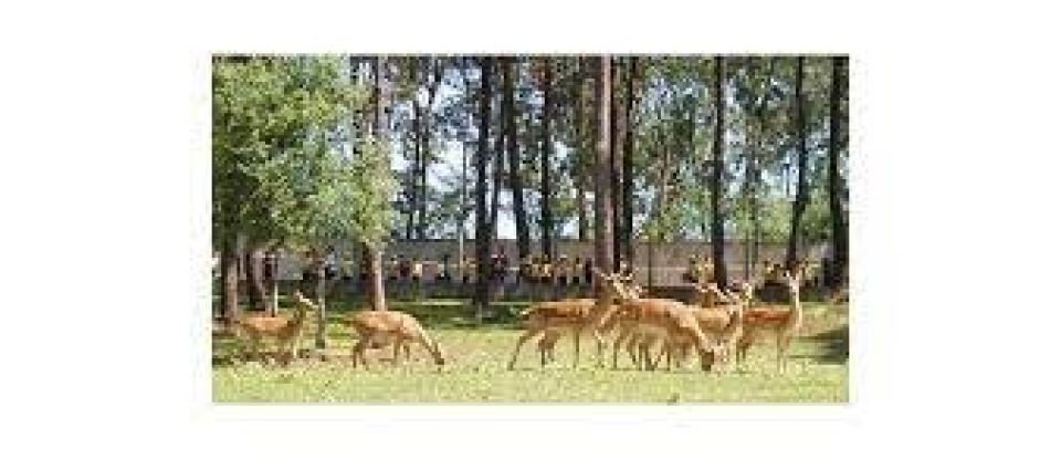 Terreno em Alvito (São Pedro E São Martinho) E Couto de 880 m²