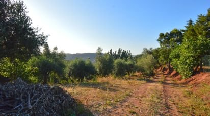 Terrain agricole à Lamas de 6 000 m²