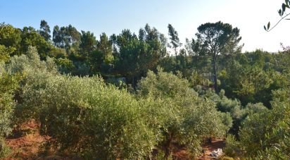 Terrain agricole à Lamas de 6 000 m²