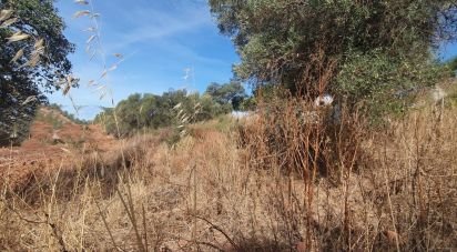 Land in São Bartolomeu de Messines of 582 m²