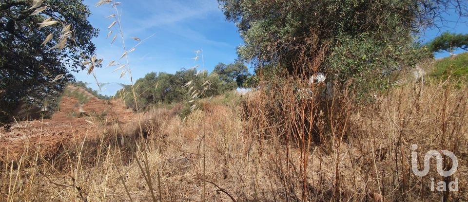 Terrain à São Bartolomeu de Messines de 582 m²