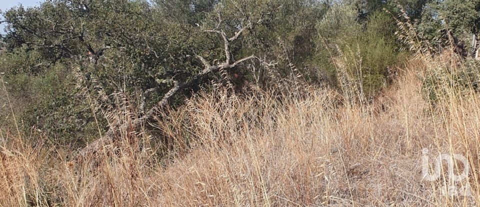 Terrain à São Bartolomeu de Messines de 582 m²