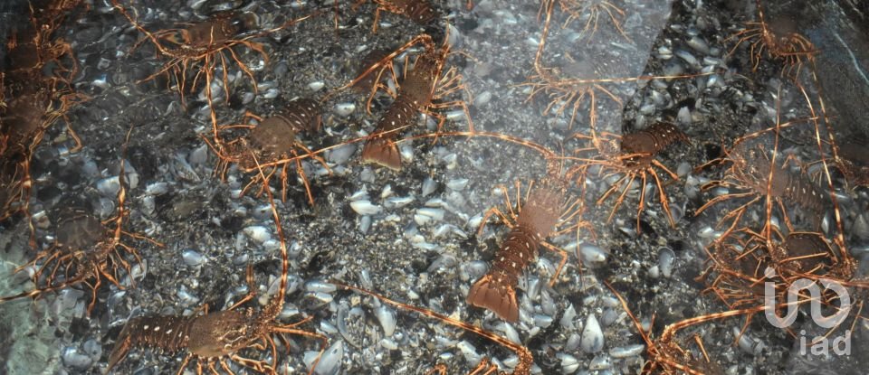 Restaurant gastronomique à Peniche de 696 m²