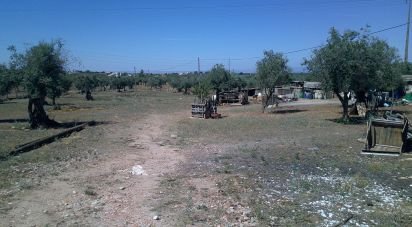Terrain à Estremoz (Santa Maria e Santo André) de 5 000 m²