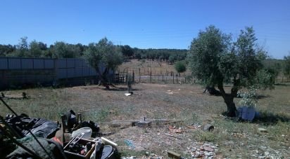 Terrain à Estremoz (Santa Maria e Santo André) de 5 000 m²