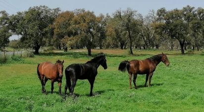 Terrain à bâtir à Poceirão e Marateca de 100 000 m²