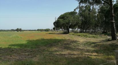 Terrain à bâtir à Poceirão e Marateca de 100 000 m²