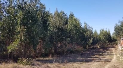 Terrain agricole à São Bartolomeu dos Galegos e Moledo de 6 200 m²