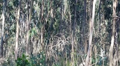 Terrain agricole à São Bartolomeu dos Galegos e Moledo de 6 200 m²