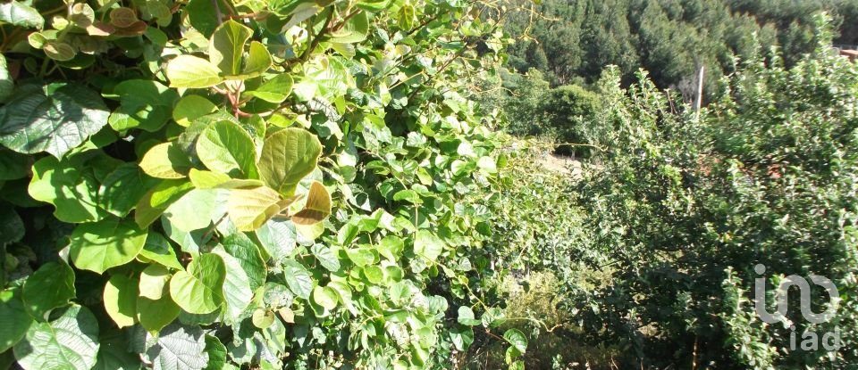 Terreno urbano em Camacha de 1 050 m²