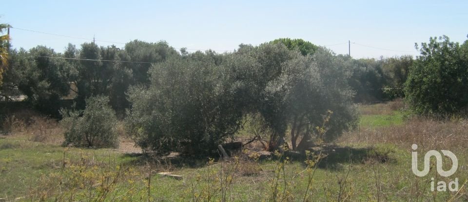 Land in Quelfes of 16,174 m²