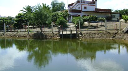 Terrain agricole à Cabeça Gorda de 41 500 m²