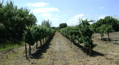 Terrain agricole à Cabeça Gorda de 41 500 m²