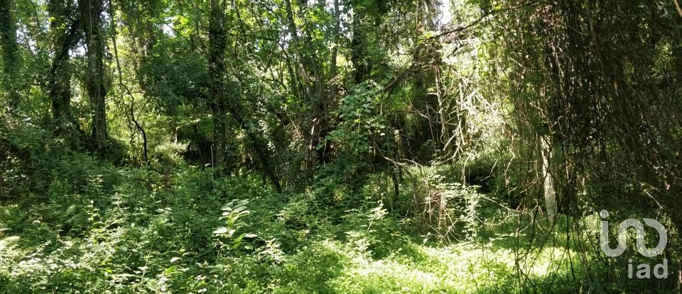 Terreno em Luzim e Vila Cova de 4 900 m²