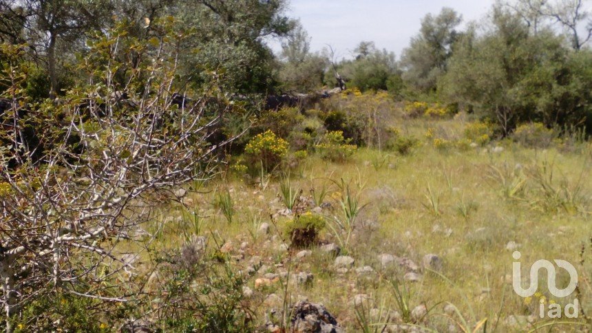 Terrain agricole à São Bartolomeu de Messines de 13 080 m²