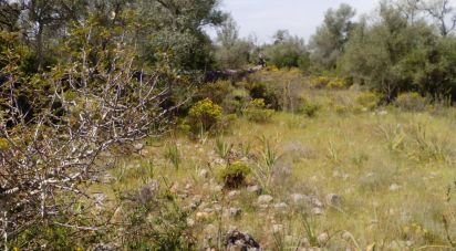 Terrain agricole à São Bartolomeu de Messines de 13 080 m²