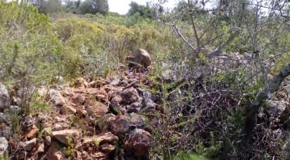 Terrain agricole à São Bartolomeu de Messines de 13 080 m²