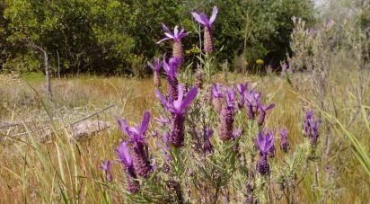 Terrain agricole à São Bartolomeu de Messines de 13 080 m²