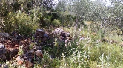 Terrain agricole à São Bartolomeu de Messines de 13 080 m²