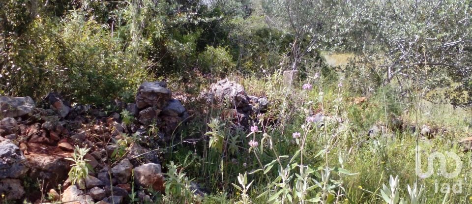 Terrain agricole à São Bartolomeu de Messines de 13 080 m²