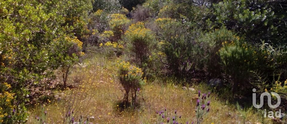 Terrain agricole à São Bartolomeu de Messines de 13 080 m²