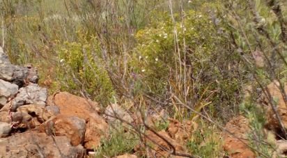 Terrain agricole à São Bartolomeu de Messines de 13 080 m²