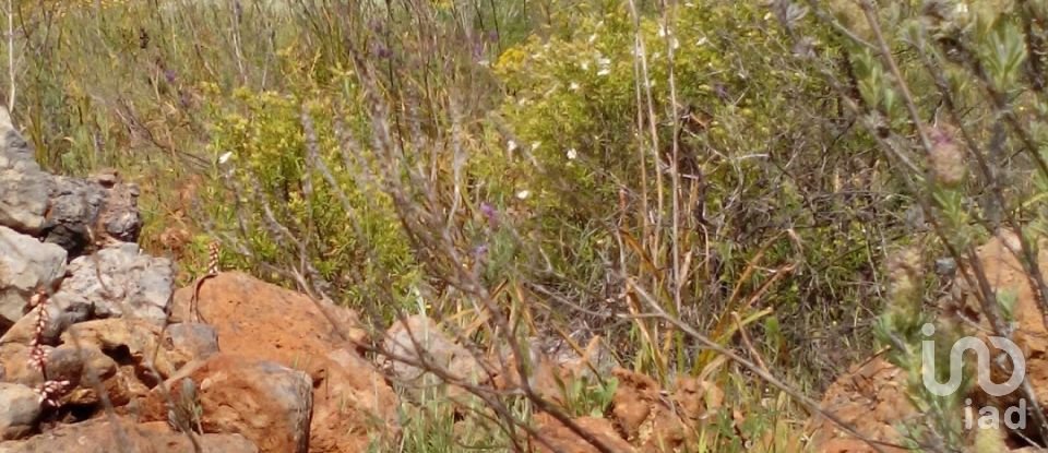 Terrain agricole à São Bartolomeu de Messines de 13 080 m²
