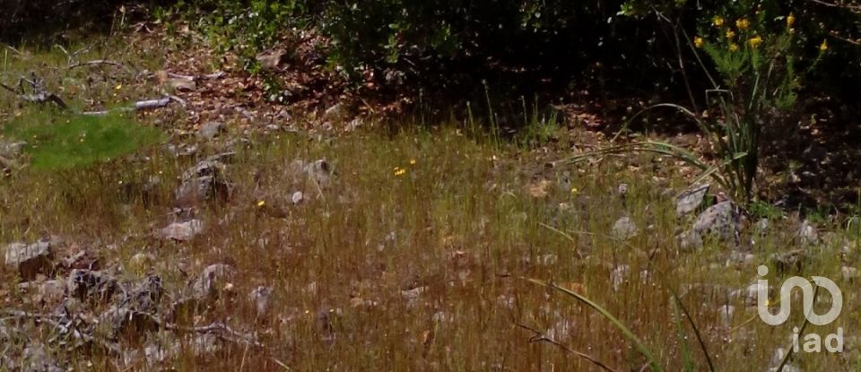 Terrain agricole à São Bartolomeu de Messines de 13 080 m²