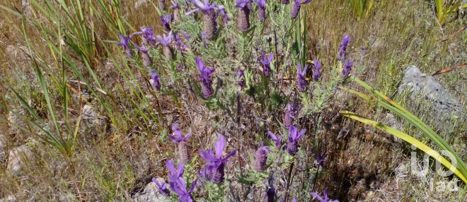 Terrain agricole à São Bartolomeu de Messines de 13 080 m²