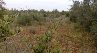 Terrain agricole à São Bartolomeu de Messines de 4 833 m²