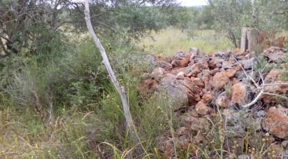 Terrain agricole à São Bartolomeu de Messines de 4 833 m²