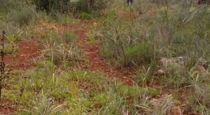 Terrain agricole à São Bartolomeu de Messines de 4 833 m²