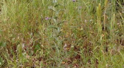 Terrain agricole à São Bartolomeu de Messines de 4 833 m²