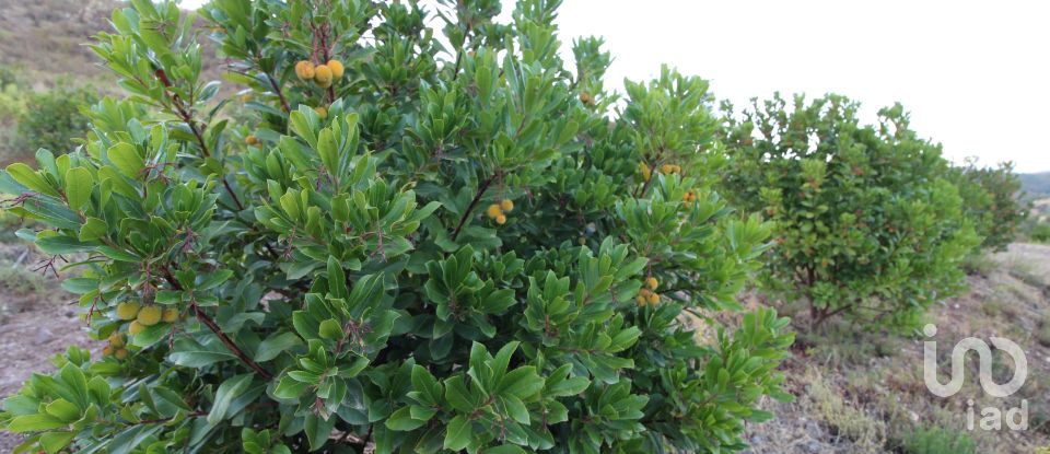 Domaine T2 à Silves de 220 m²