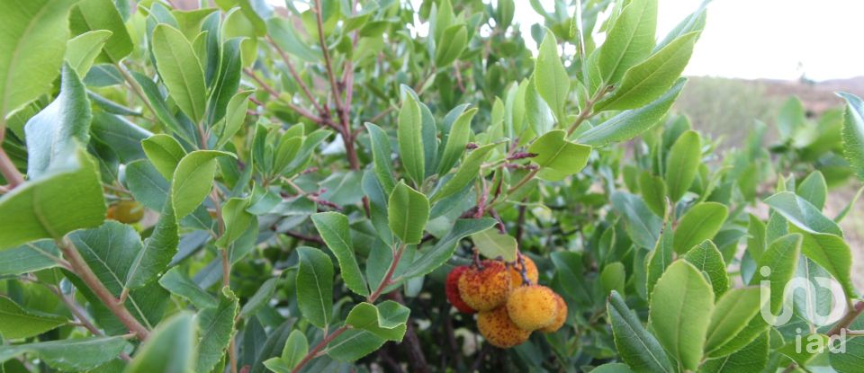 Domaine T2 à Silves de 220 m²