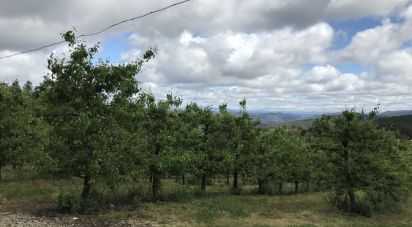 Agricultural land in Beco of 12,840 m²