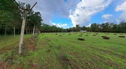 Terrain à Palmeira de 36 000 m²
