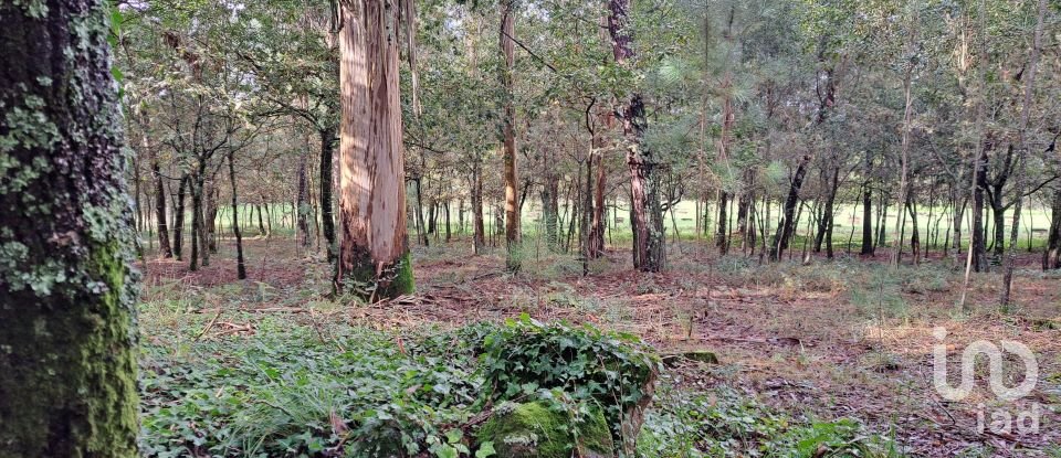 Terrain à Palmeira de 36 000 m²