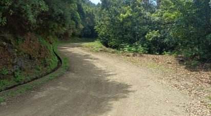 Terrain agricole à Porto da Cruz de 9 060 m²