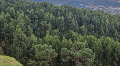 Terrain à Santa Cruz de 10 960 m²