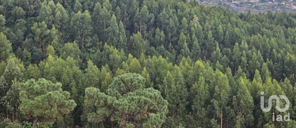 Terreno em Santa Cruz de 10 960 m²