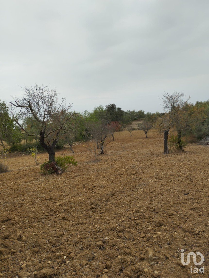 Terrain agricole à São Brás de Alportel de 3 400 m²